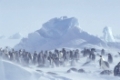Emperor penguin, Kaiserpinguin,  Aptenodytes forsteri, Antarktis, Antarctica, Dawson-Lambton Glacier,a nature document,Original-Photo: Fritz Poelking, Fritz Pölking